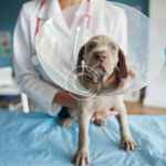 Understanding the process of pet cremation and keepsakes